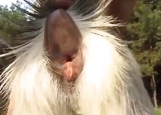 Pussy