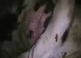 Cow